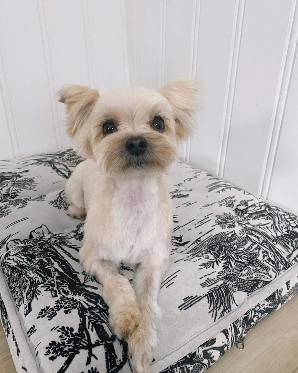 Northumberland Grooming Co. | 26 Victoria Square, Colborne, ON K0K 1S0, Canada | Phone: (905) 269-9882