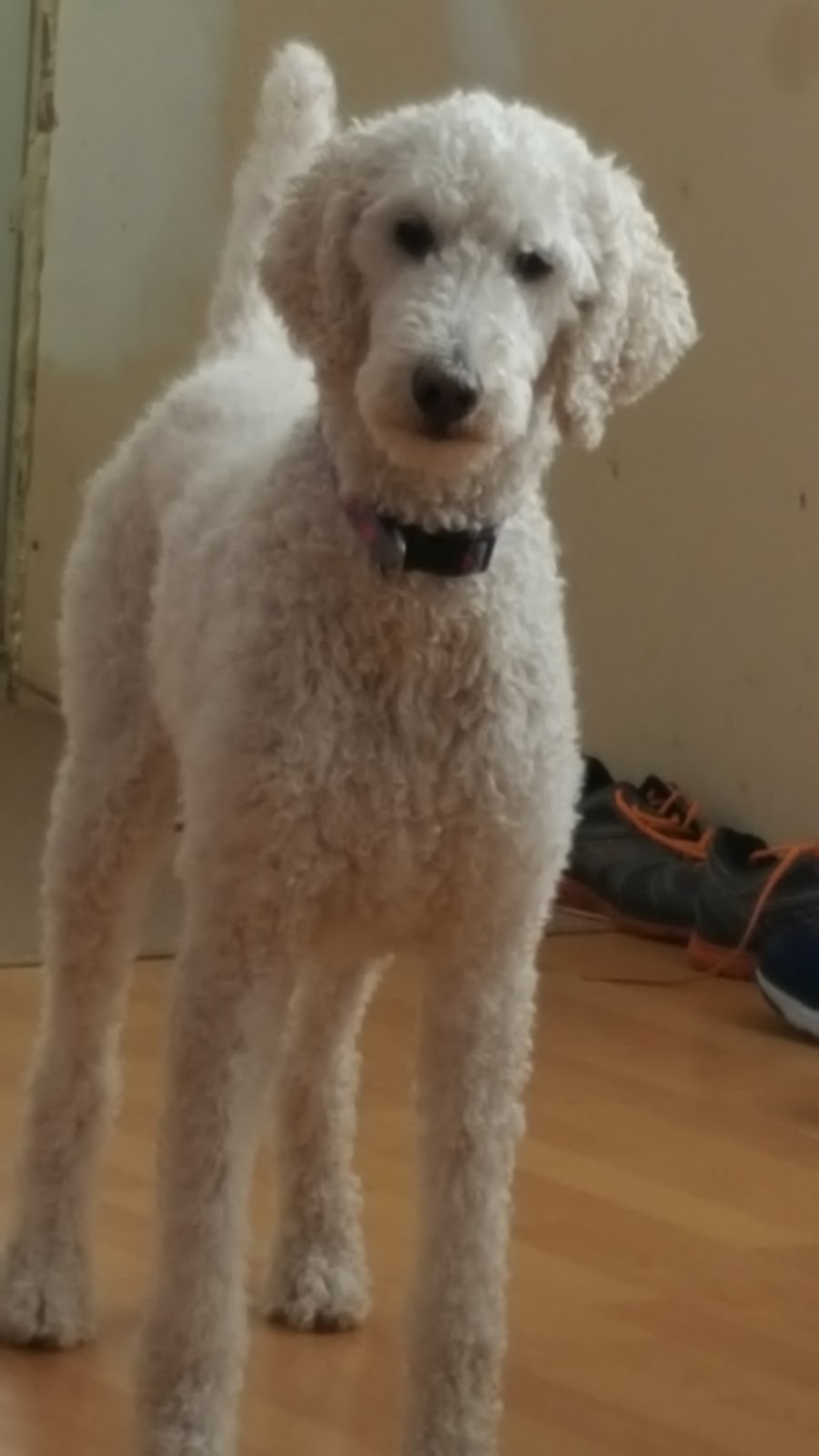 Woodlands Pet Resort | 400 E Uniacke Rd, Mount Uniacke, NS B0N 1Z0, Canada | Phone: (902) 866-3633