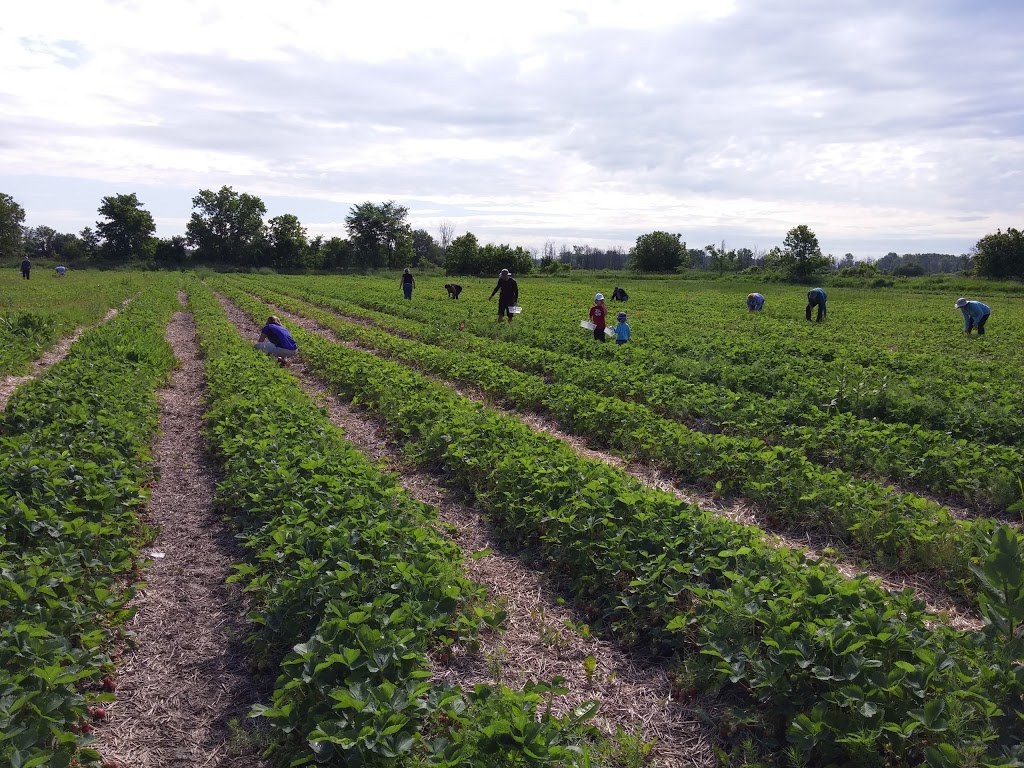 Proulx Sugar Bush & Berry Farm | 1865 OToole Rd, Cumberland, ON K4C 1N2, Canada | Phone: (613) 833-2417