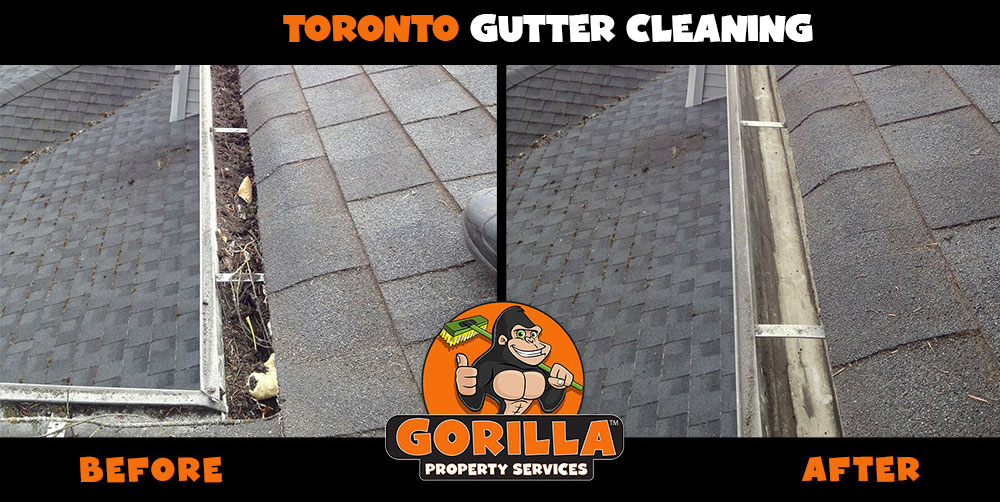 Gorilla Property Services | Jane Park Plaza Suite 98621, Toronto, ON M6N 5A6, Canada | Phone: (647) 559-9636