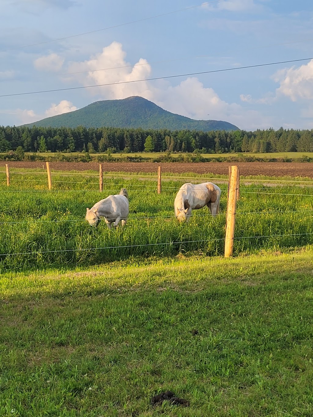 Les Écuries Milton Stables | 1297 10e Rang O, Saint-Adrien, QC J0A 1C0, Canada | Phone: (819) 432-5521