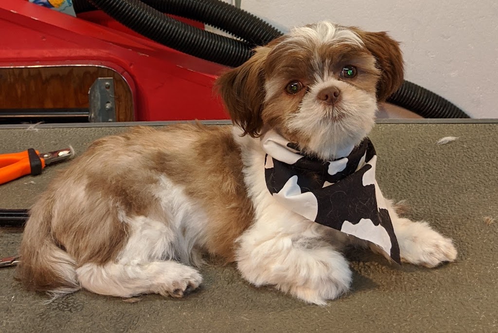 Shaggy Doos | 29 Laurie Crescent, Barrie, ON L4M 6C7, Canada | Phone: (705) 220-3667