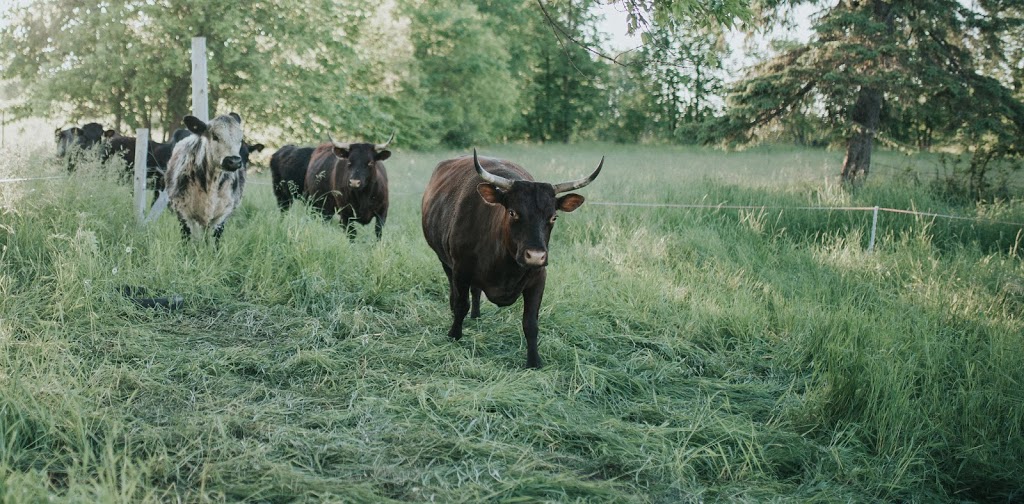 Little Trickle Farm | 1646 Mine View Rd, Cobden, ON K0J 1K0, Canada | Phone: (613) 281-8524