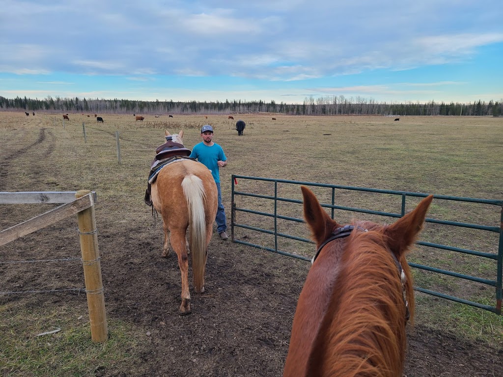 James River Horse Palace | Mountain View County, AB T0M 1C0, Canada | Phone: (403) 638-9494