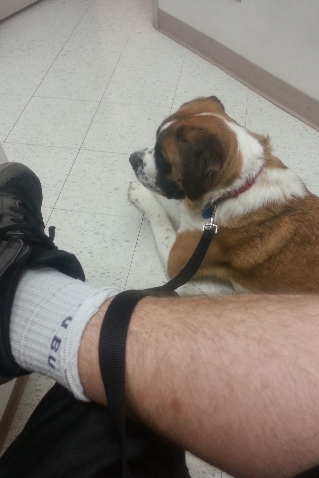 Devonian Veterinary Clinic | 1 Exploration Dr, Devon, AB T9G 1Z5, Canada | Phone: (780) 987-5780