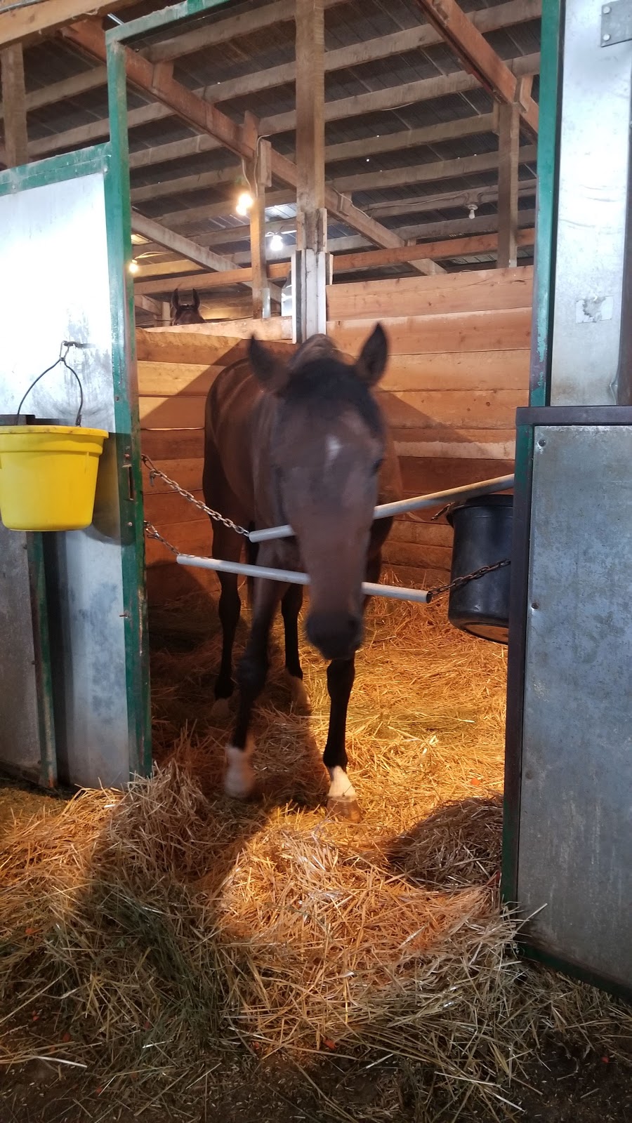 Canadian Thoroughbred Horse Society | 3975 Portage Ave, Winnipeg, MB R3K 2E9, Canada | Phone: (204) 832-1702