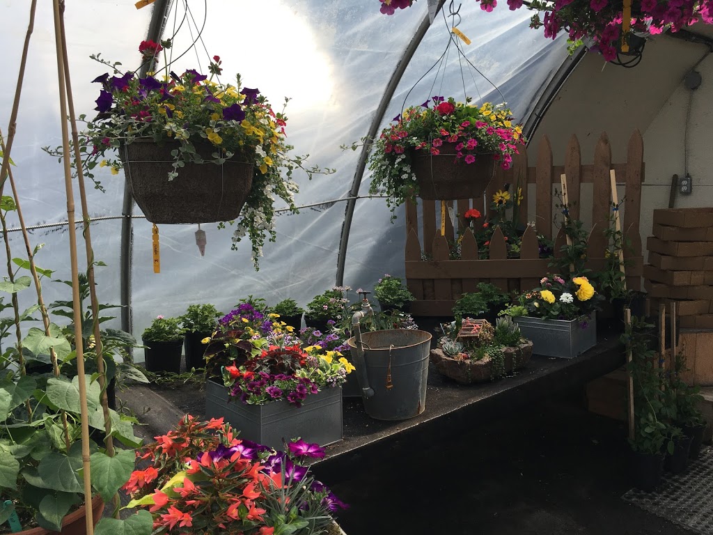 Aspen Ridge Greenhouses | 52257 Range Rd 231 #7, Sherwood Park, AB T8B 1A7, Canada | Phone: (780) 464-5527