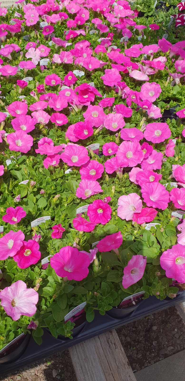 Rice Road Greenhouses and Garden Centre | 1361 Rice Rd, Welland, ON L3B 5N5, Canada | Phone: (905) 892-5832