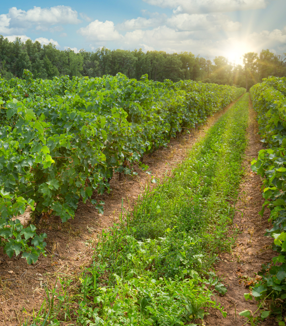 Wine Country Ontario | 4890 Victoria Ave N, Vineland Station, ON L0R 2E0, Canada | Phone: (905) 562-8070