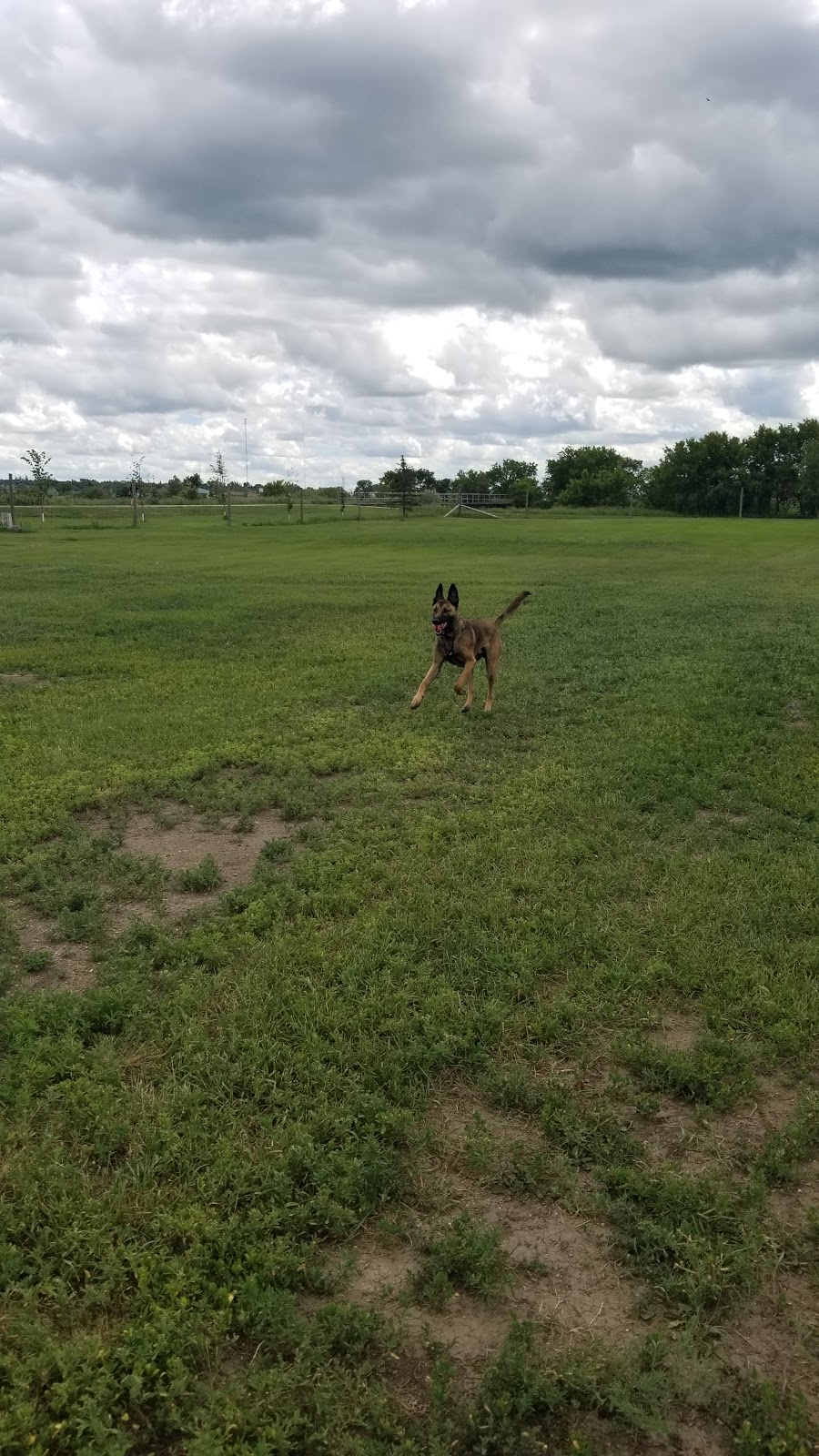 Weyburn Dog Park | Weyburn, SK S4H, Canada | Phone: (306) 842-3741