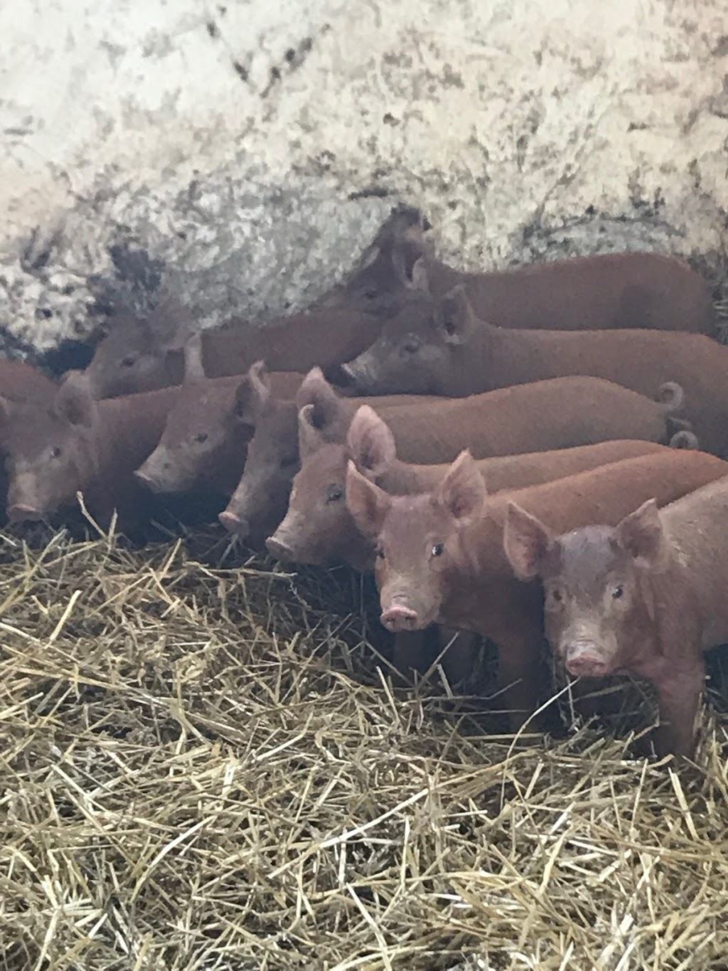 Farm Queen Organic Foods | 316743 ON-6, Chatsworth, ON N0H 1G0, Canada | Phone: (519) 794-0471