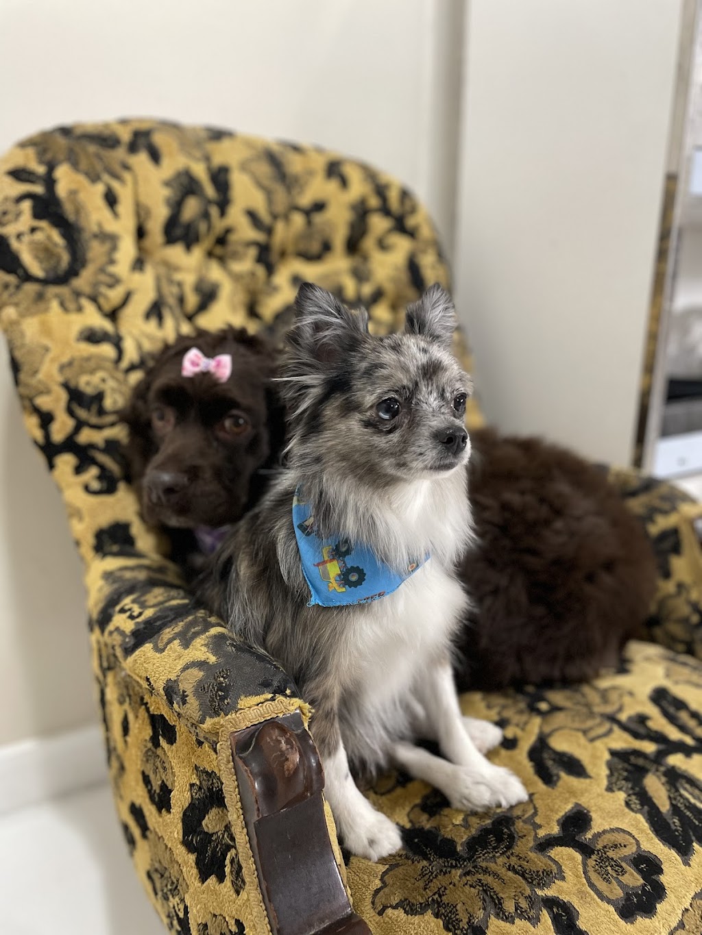 Top knotch companion dog grooming | 404 2 Ave, Keoma, AB T4A 1G6, Canada | Phone: (403) 700-8486