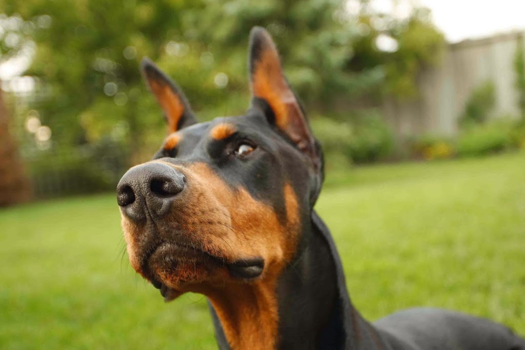 Wellington Animal Hospital Woodstock Veterinarian | 95 Wellington St S, Woodstock, ON N4S 3H9, Canada | Phone: (519) 539-9722
