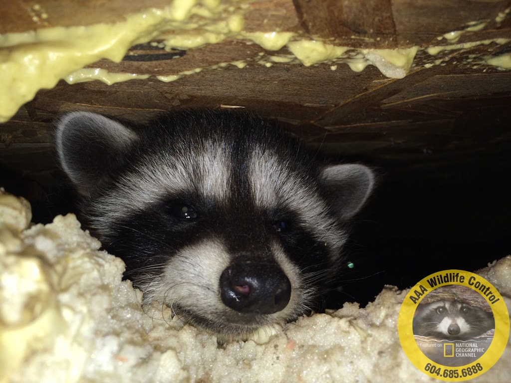 AAA Wildlife Control | 7228 Winston St, Burnaby, BC V5A 2G9, Canada | Phone: (604) 685-6888