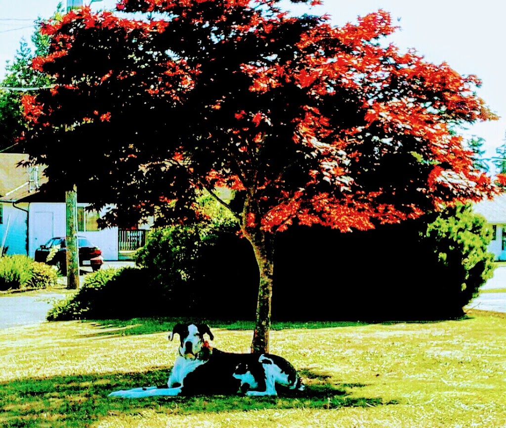 Comox Photo & Framing | 1994 Comox Ave, Comox, BC V9M 3M7, Canada | Phone: (250) 339-4031