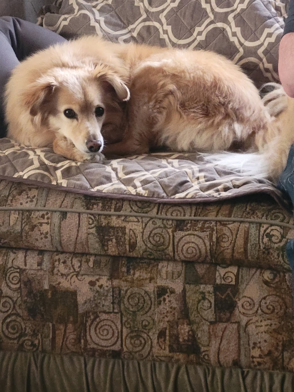 Dainty Dogs Spa Ltd. | 206 21252 Twp Rd 540, Ardrossan, AB T8G 2A1, Canada | Phone: (780) 243-7701