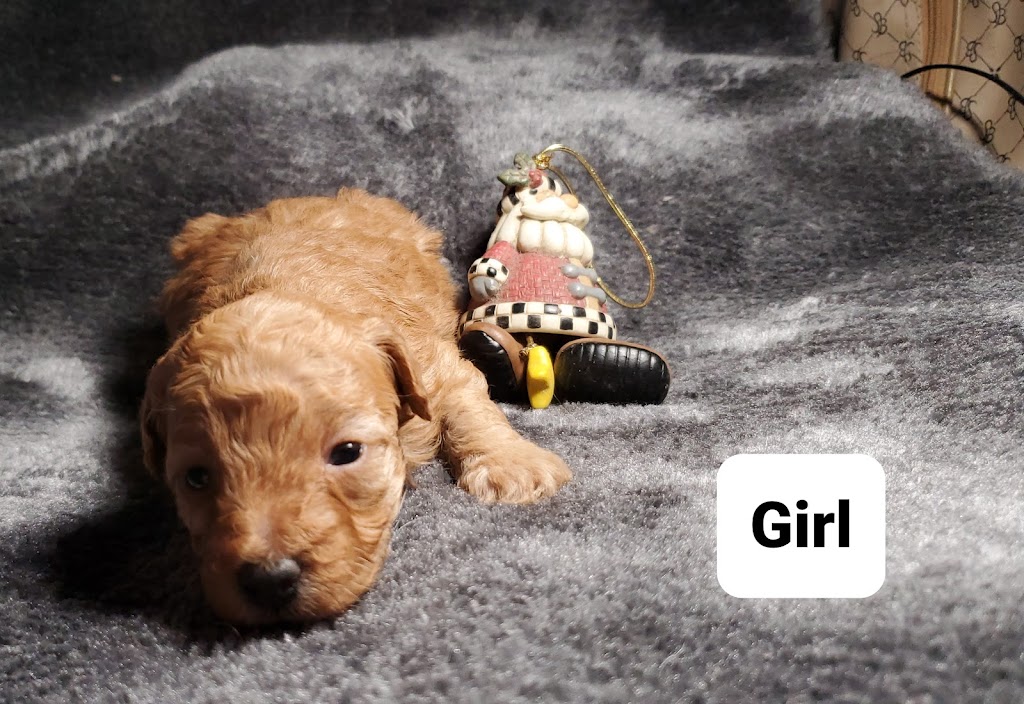 Bonnies Poodles | 836 Poonamalie Side Rd, Smiths Falls, ON K7A 4S4, Canada | Phone: (613) 485-0444