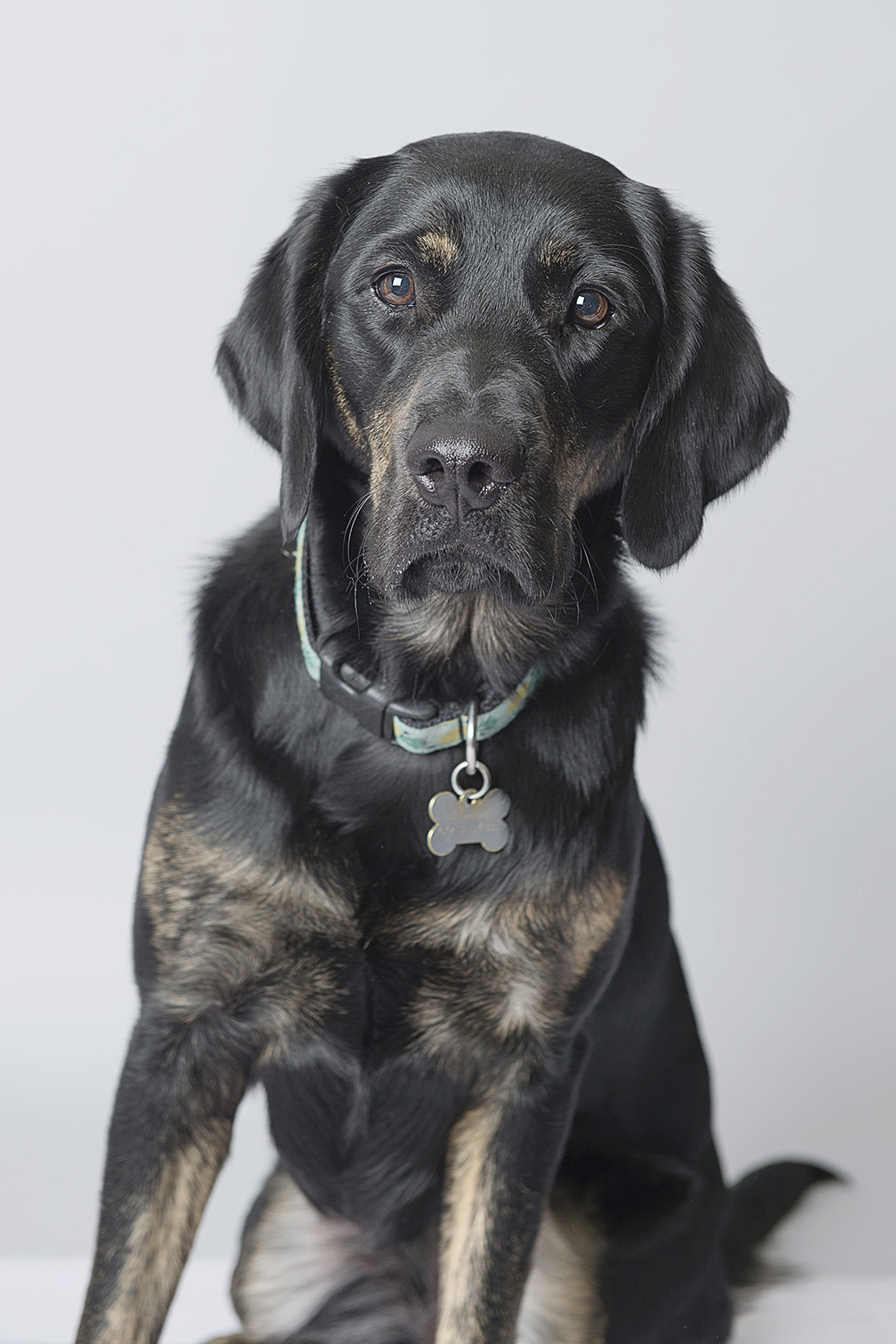 Pupcake Photography | 241 Willowridge Ct, Oakville, ON L6L 5J1, Canada | Phone: (905) 330-5393