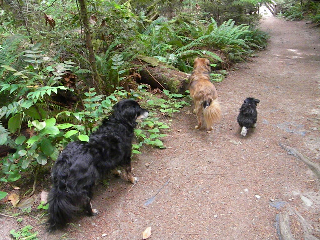 Deluxe Dog Sitting Digs | Elizabeth Dr, Salt Spring Island, BC V8K 1J5, Canada | Phone: (250) 537-5959
