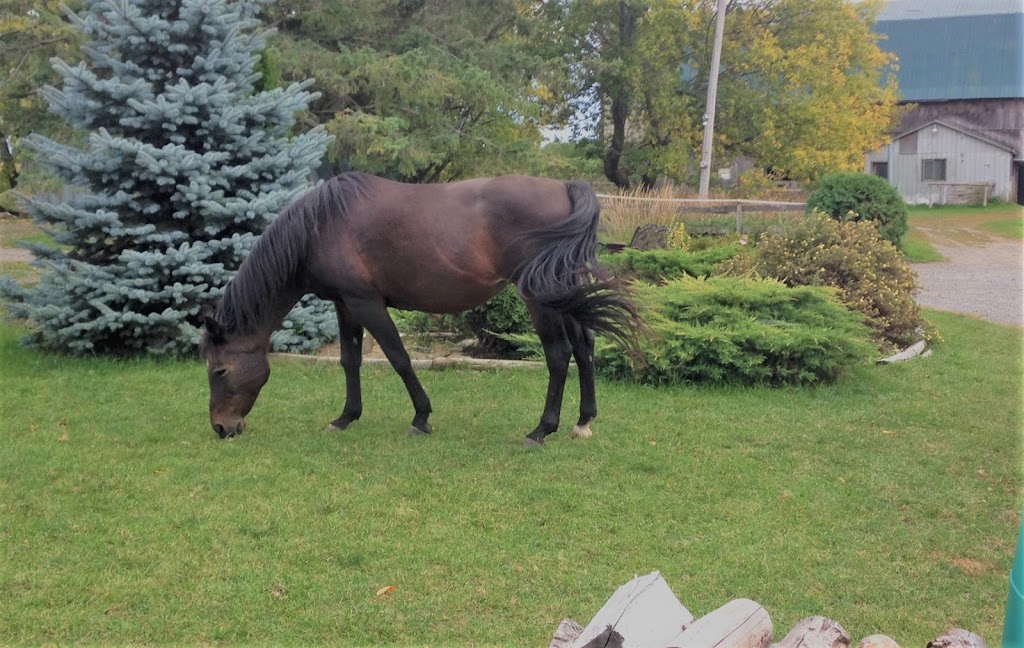 Little Creek Farm & Sanctuary | 7372 Snake Island Rd, Greely, ON K4P 1N2, Canada | Phone: (613) 913-3158