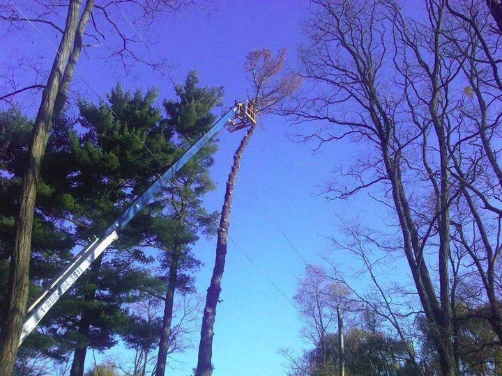 Quality Tree Service | 43 Alice St, Acton, ON L7J 2A9, Canada | Phone: (905) 873-6982