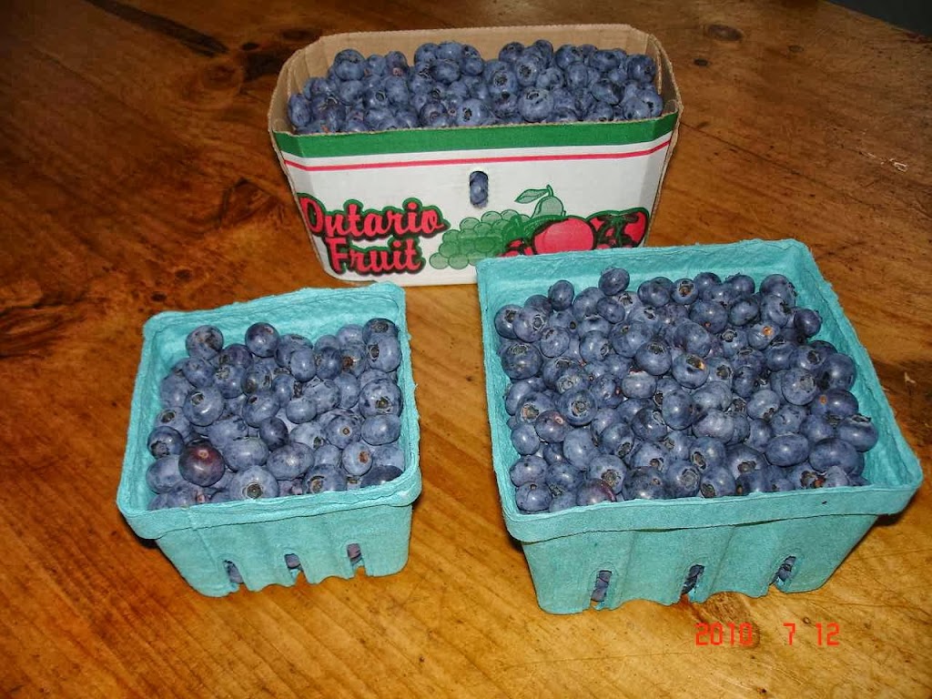 Muskoka Blueberries | 1003 Manitoba St, Bracebridge, ON P1L 1W9, Canada | Phone: (705) 645-9862