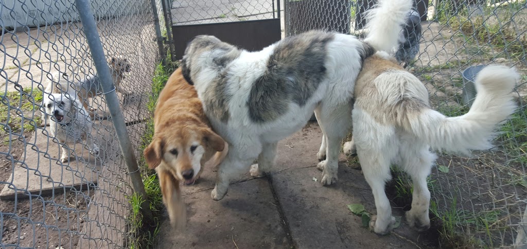 Westglen Boarding Kennels Ltd | 226 Ave 32nd St SW, De Winton, AB T0L 0X0, Canada | Phone: (403) 256-0806
