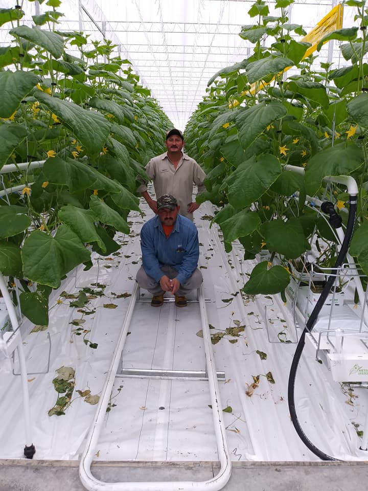 Vine Fresh Acres Ltd. | 420 Essex Road 14, Leamington, ON N8H 3V8, Canada | Phone: (519) 326-8808
