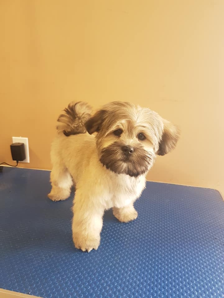 Groomingdales Fonthill | 20 Hwy 20 E, Fonthill, ON L0S 1E0, Canada | Phone: (905) 892-5483