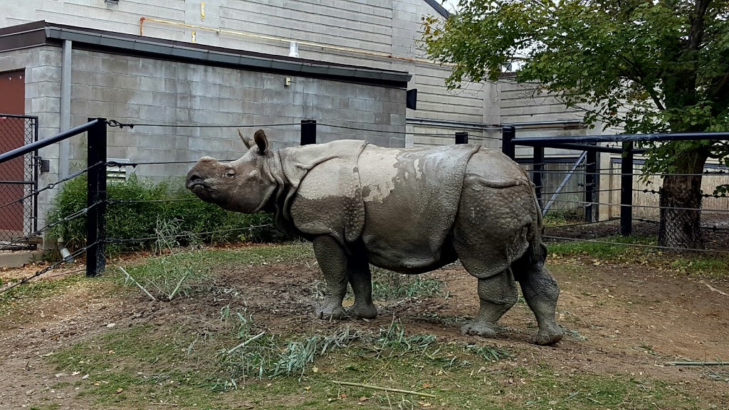 Indian Rhinoceros Pavilion | 2000 Meadowvale Rd, Scarborough, ON M1B 5K7, Canada | Phone: (416) 392-5929