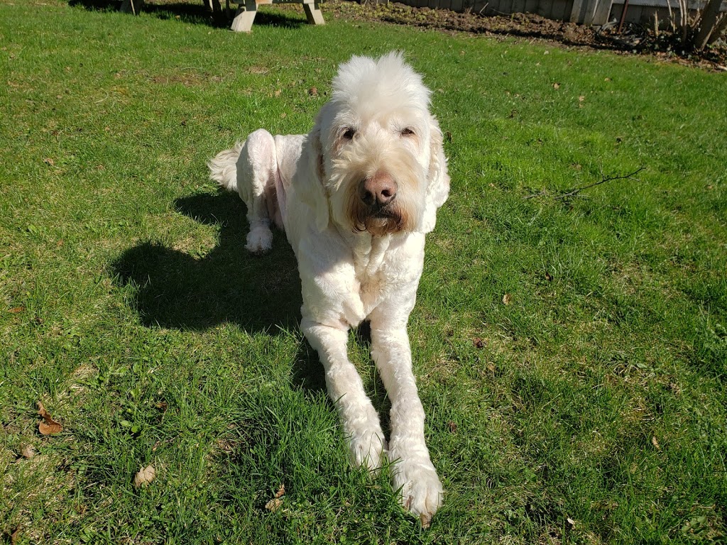 Four Paws and A Cause | 200 Preston Pkwy B3, Cambridge, ON N3H 5N1, Canada | Phone: (519) 650-7297