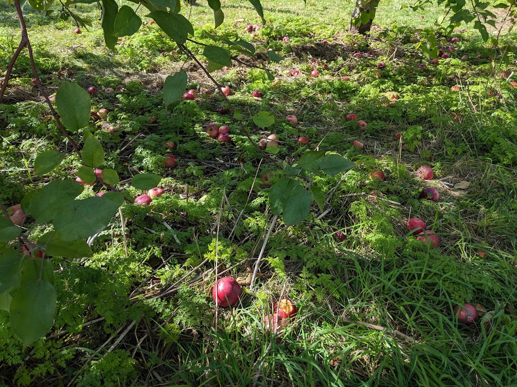 Les 7 fruits du château | 1172 Chemin de la Montagne, Mont-Saint-Hilaire, QC J3G 4S6, Canada | Phone: (450) 467-9965