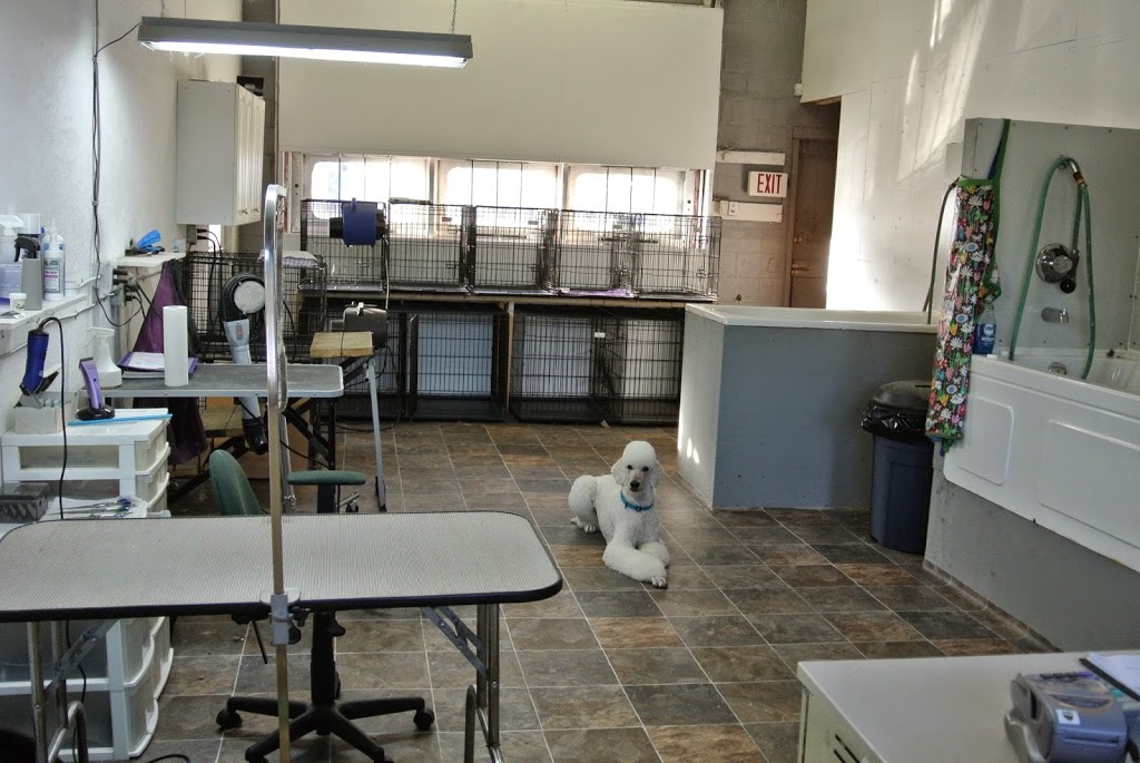 Pawparazzi Dog Grooming | 22378 132 Ave, Maple Ridge, BC V4R 2P6, Canada | Phone: (604) 477-1222