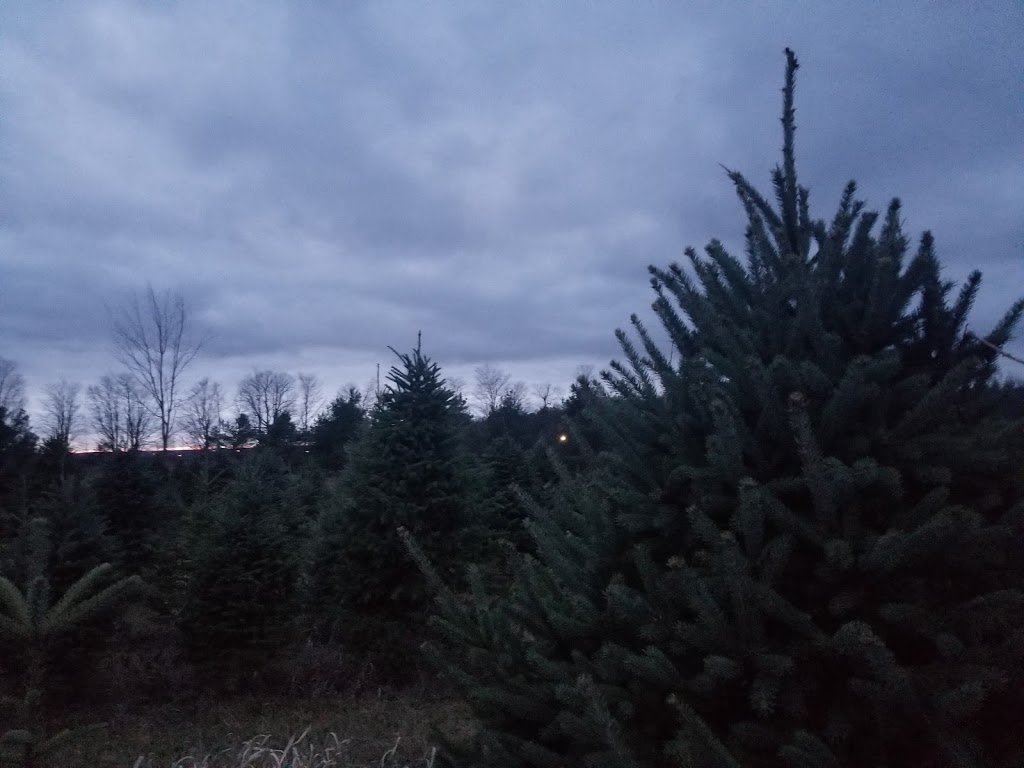 Powells Trees | 2945 Durham Regional Rd 20, Bowmanville, ON L1C 6V7, Canada | Phone: (905) 263-2762