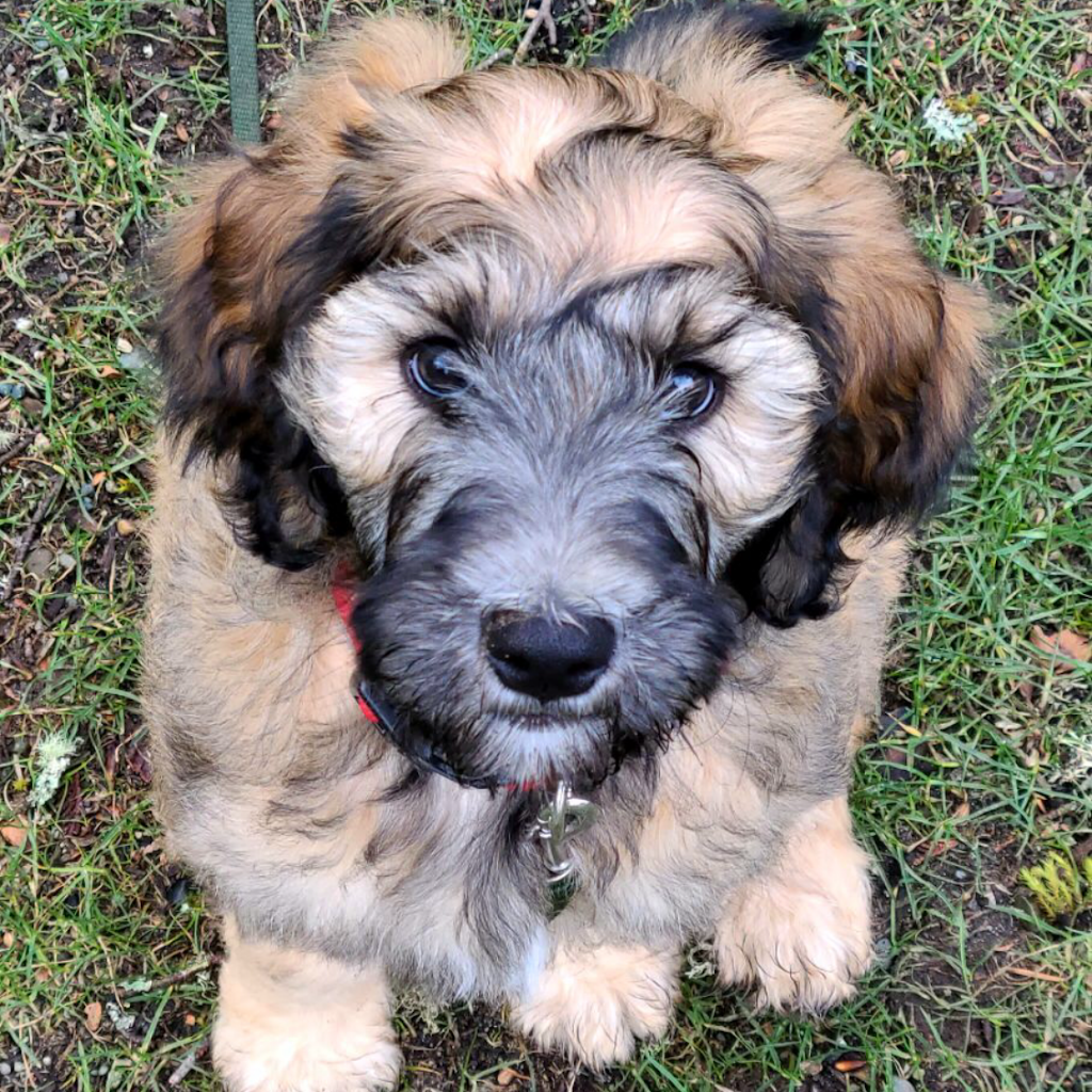 Doodle Tree Farm | Doodle Tree Farm, 4368 Barnjum Rd, Sahtlam, BC V9L 6G5, Canada | Phone: (250) 710-0417