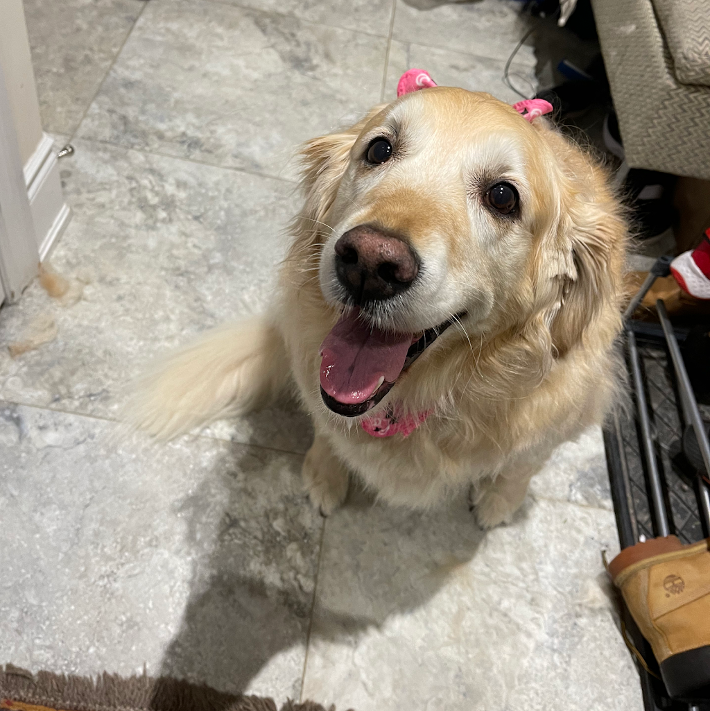 Scruffy Dooz Dog Grooming | 3 Hesham Dr, Whitby, ON L1M 2J9, Canada | Phone: (416) 799-8500