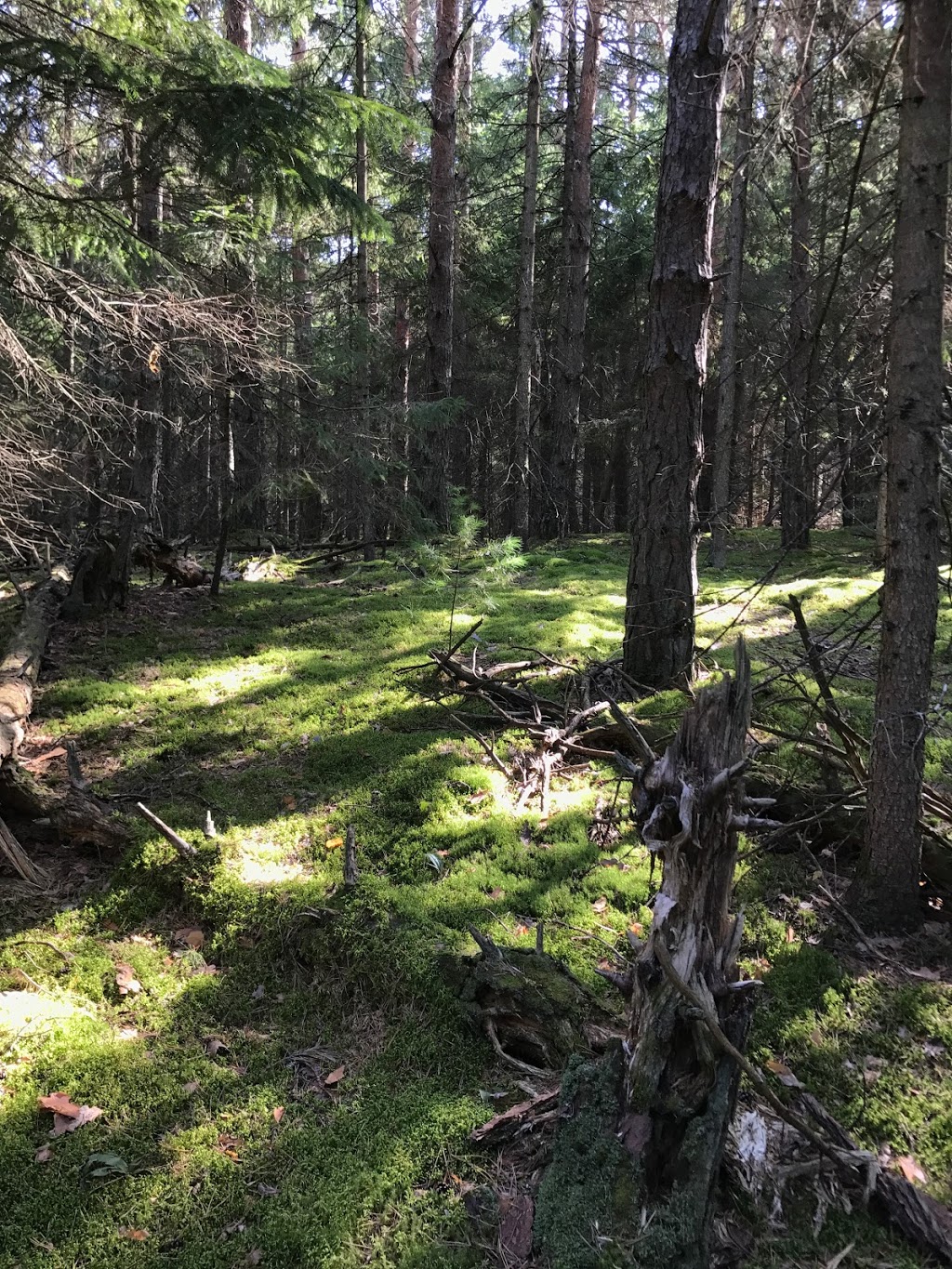 La pinède provinciale de Lachute | Mirabel, QC J0V 1X0, Canada