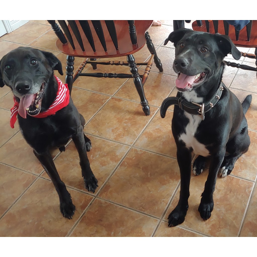 Pension canine Isabelle Bergeron (éducatrice canine) | 785 QC-202, Noyan, QC J0J 1B0, Canada | Phone: (514) 791-2794
