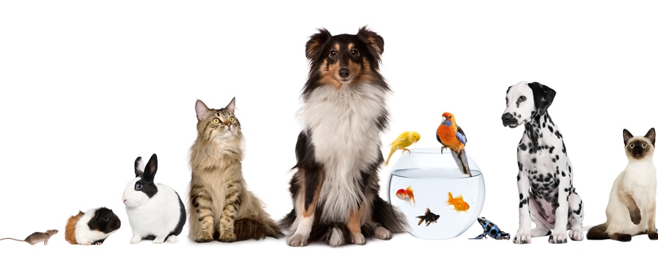 Global Pet Foods Georgetown | 302 Guelph St, Georgetown, ON L7G 4B1, Canada | Phone: (905) 873-7086