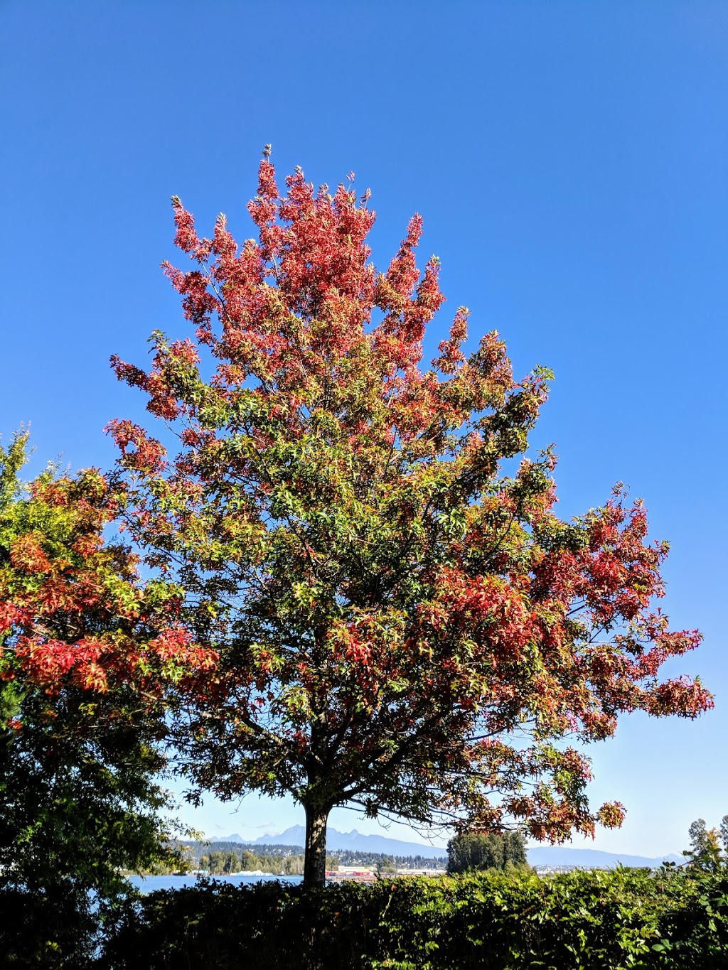 Sapperton Landing Park | New Westminster, BC V3L 1H9, Canada