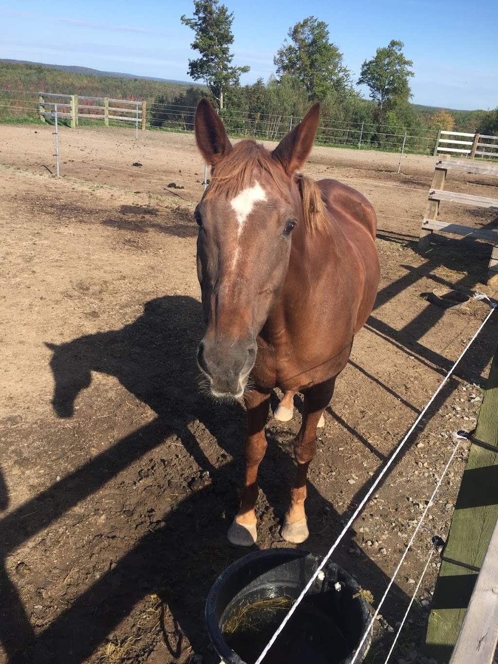 Todd Hill Farm | 6570 Nova Scotia Trunk 2, Enfield, NS B2T 1C3, Canada | Phone: (902) 883-9577
