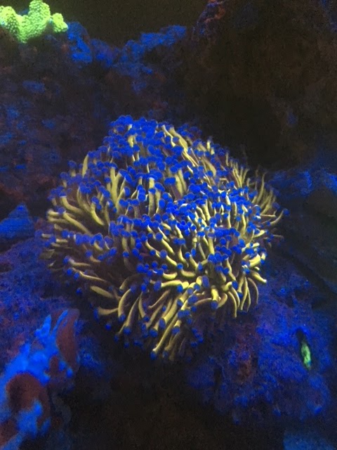 In2Deep Corals | 49 Palomino Dr, Brantford, ON N3P 1J6, Canada | Phone: (905) 981-9410