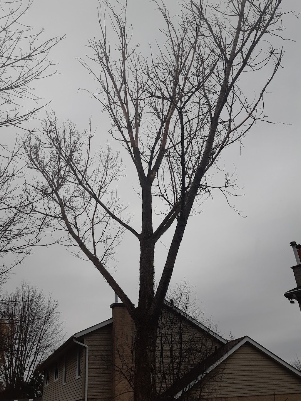VDM Tree Services | 9307 Stewart Rd, Eden, ON N0J 1H0, Canada | Phone: (226) 378-4601