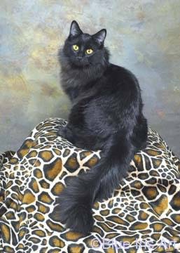 Harris Animal Hospital | 747 Pavey St, Woodstock, ON N4S 2L7, Canada | Phone: (519) 537-6512