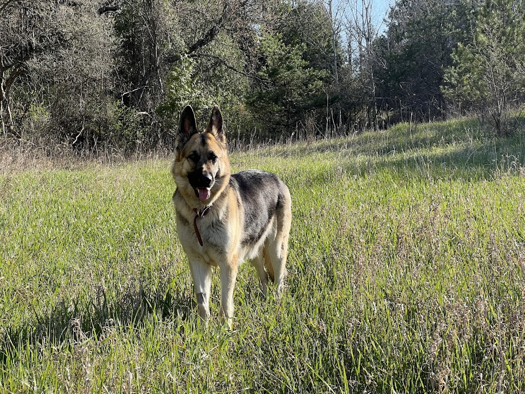 Caledon German Shepherds | 17321 The Gore Rd, Caledon East, ON L7E 0X6, Canada | Phone: (705) 927-3619