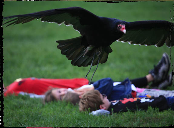 Hawk Creek Wildlife Center | 1963 Mill Rd, East Aurora, NY 14052, USA | Phone: (716) 652-8646