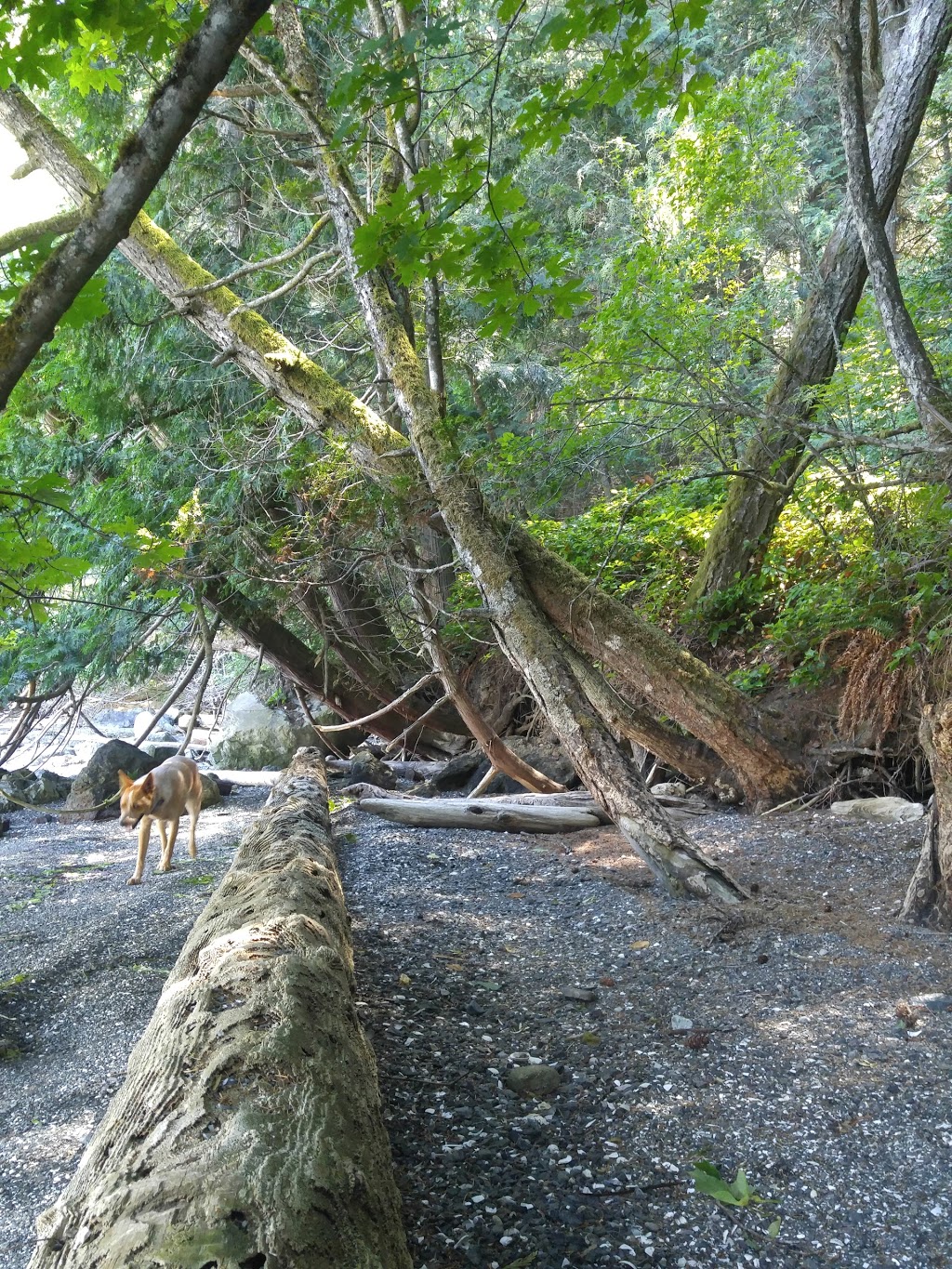 Judd Cove Preserve | Judd Cove Rd, Eastsound, WA 98245, USA