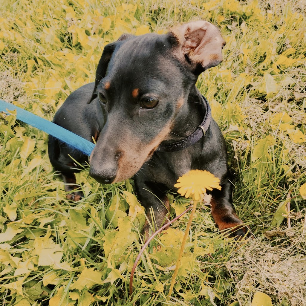 Treetops Dog Walking | 77 Willoughby Way N, Alliston, ON L9R 0P4, Canada | Phone: (437) 344-6556