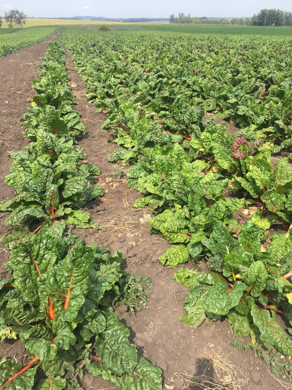 Lunds Organic Farm | 7501 C & E Trail T4G 0G9, Innisfail, AB T4G 0B1, Canada | Phone: (403) 506-1903