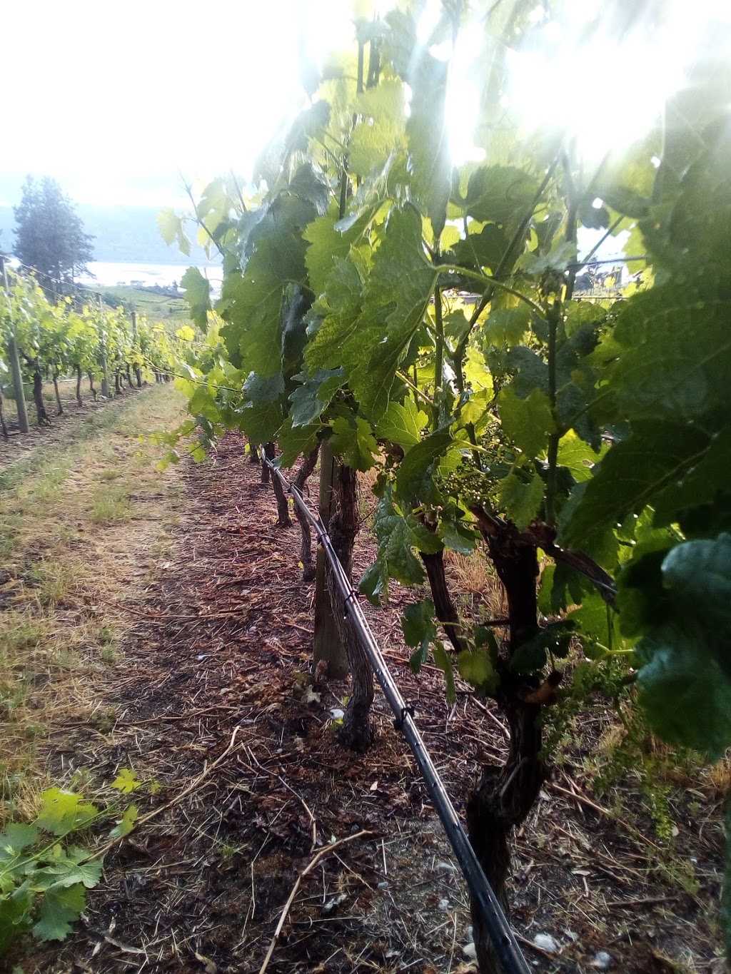 Three Sisters Winery | 1250 Munson Ave, Penticton, BC V2A 8S5, Canada | Phone: (236) 422-2296